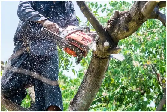 tree services Monroe